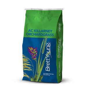 AC Killarney Orchardgrass