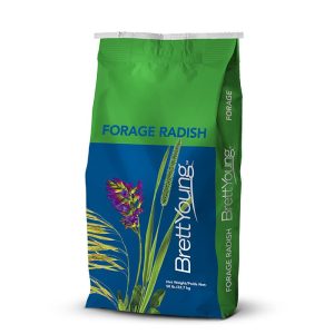 Forage Radish